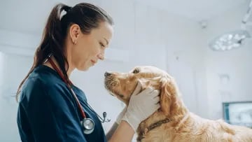 Veterinário com cachorro - Hero section